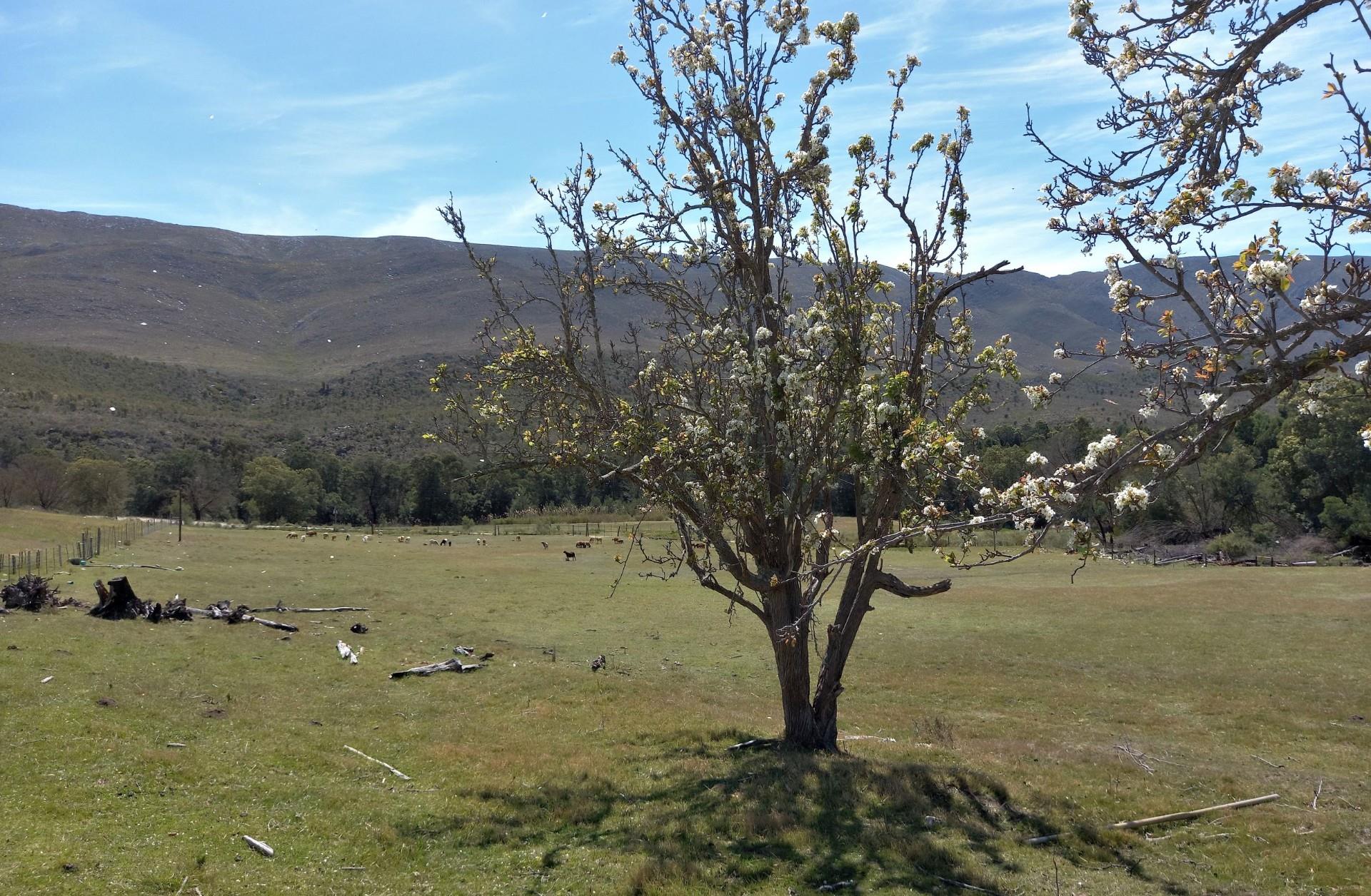 Commercial Property for Sale in Uniondale Rural Western Cape